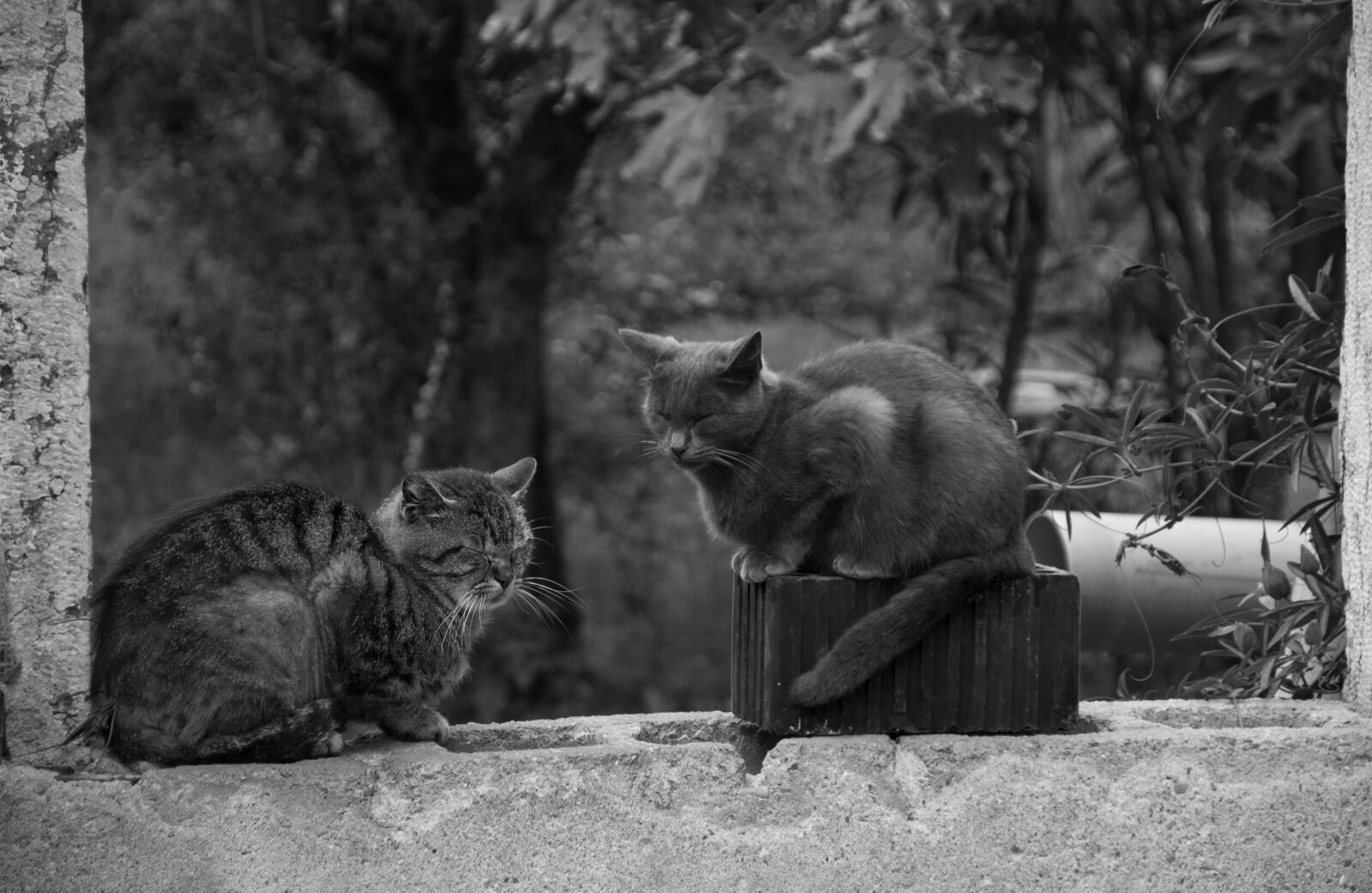 Nikon D70s sample photo. Cat, nature, pets photography