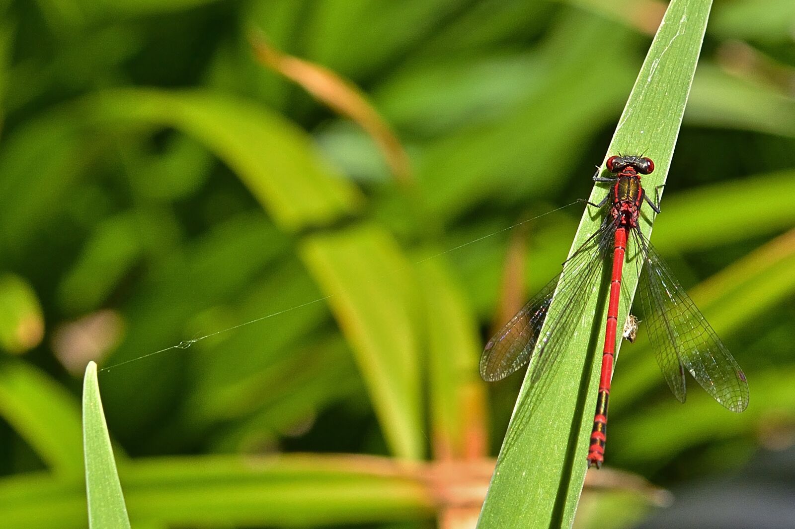 Nikon D5200 sample photo. Dragonfly, adonis dragonfly, flight photography