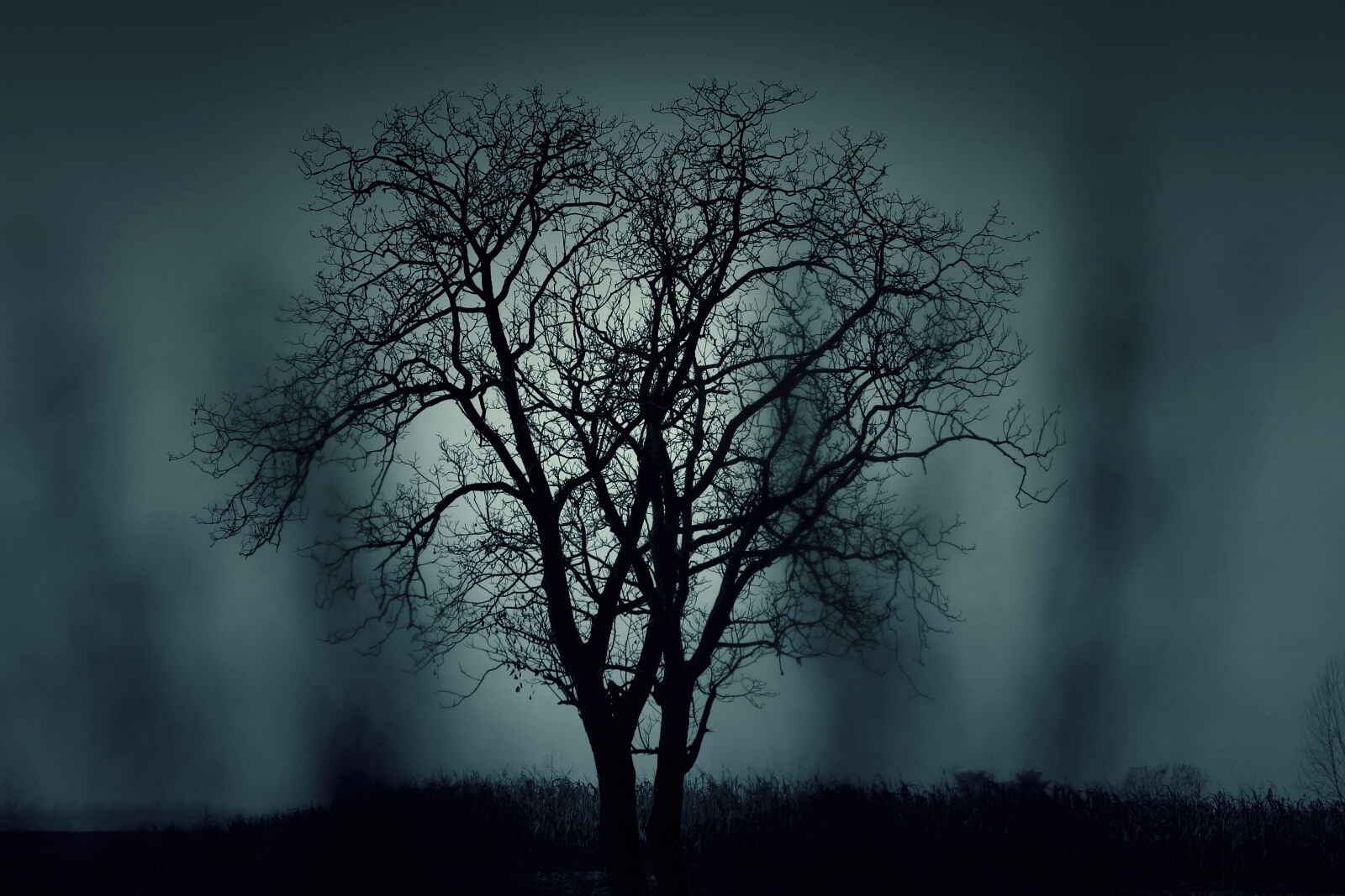Canon EOS 60D sample photo. Dark, nature, night, tree photography