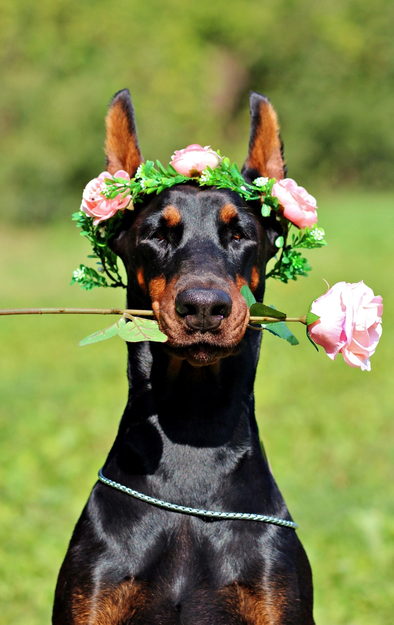 Canon EOS 600D (Rebel EOS T3i / EOS Kiss X5) sample photo. Doberman, dog, rose photography