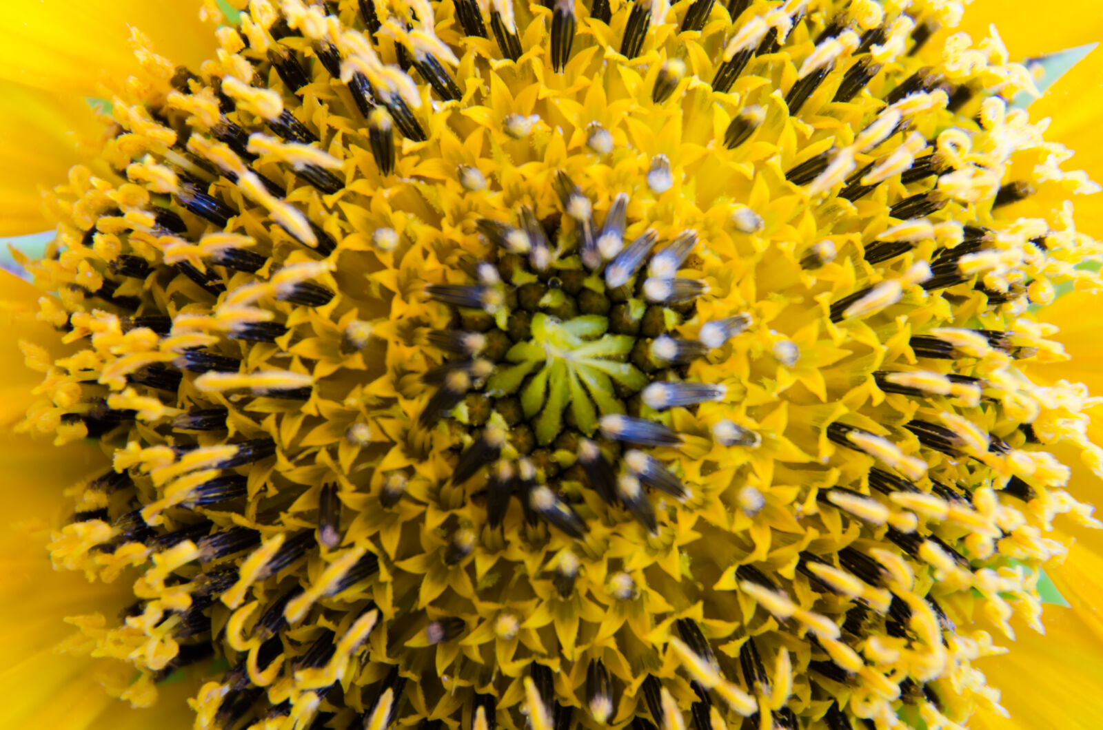 Nikon D5100 sample photo
