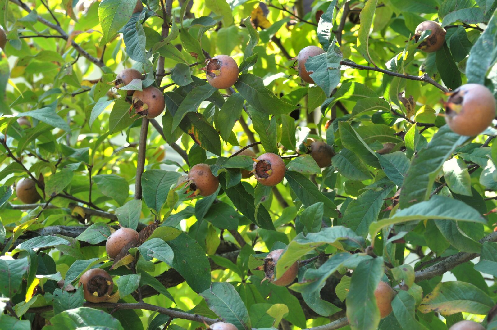 Nikon D5000 sample photo. Loquats, fruit, kernobstgewaechs photography