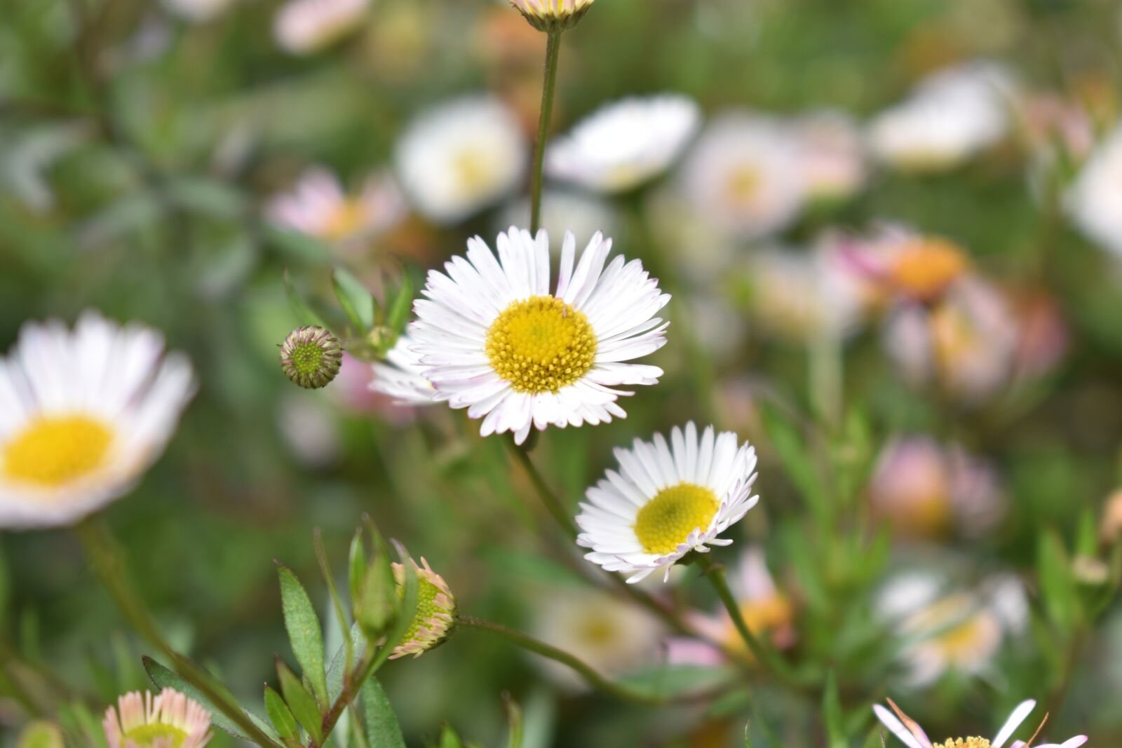 Nikon D3400 sample photo. Daisy flowers, daisy, flowers photography