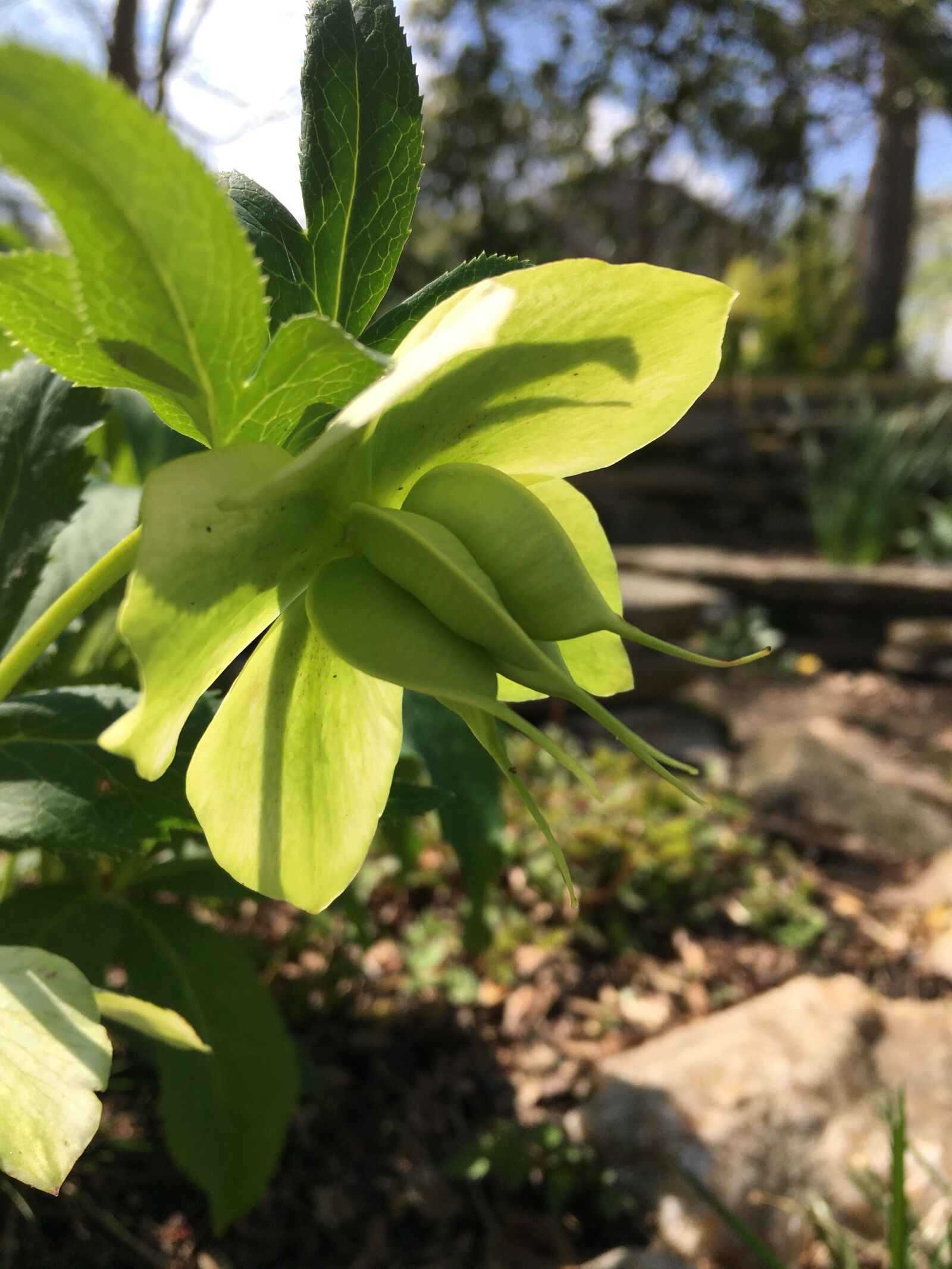 Apple iPhone 6s sample photo. Hellebore, helleborus, bloom photography