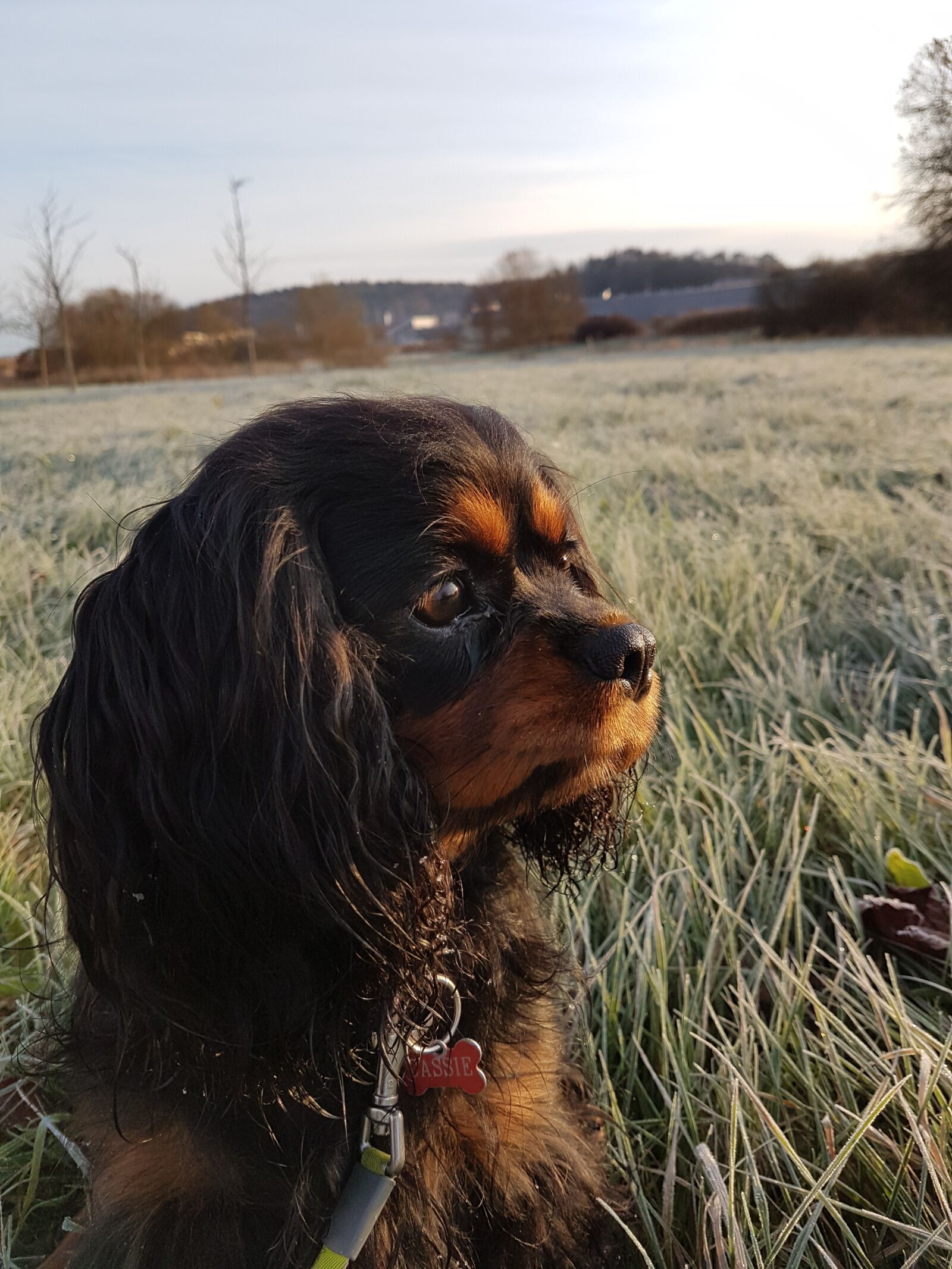 Samsung SM-G930F sample photo. Dog, cavalier king charles photography