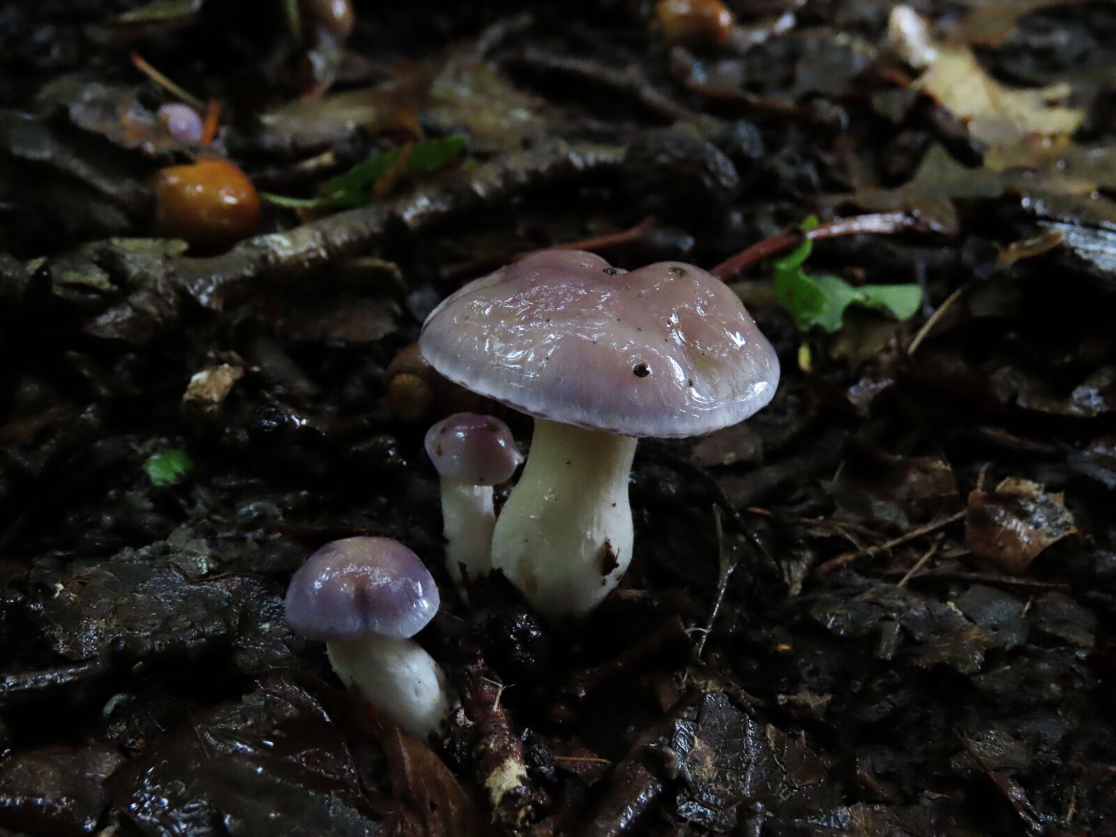Canon PowerShot SX70 HS sample photo. Fungi, forrest, nature photography