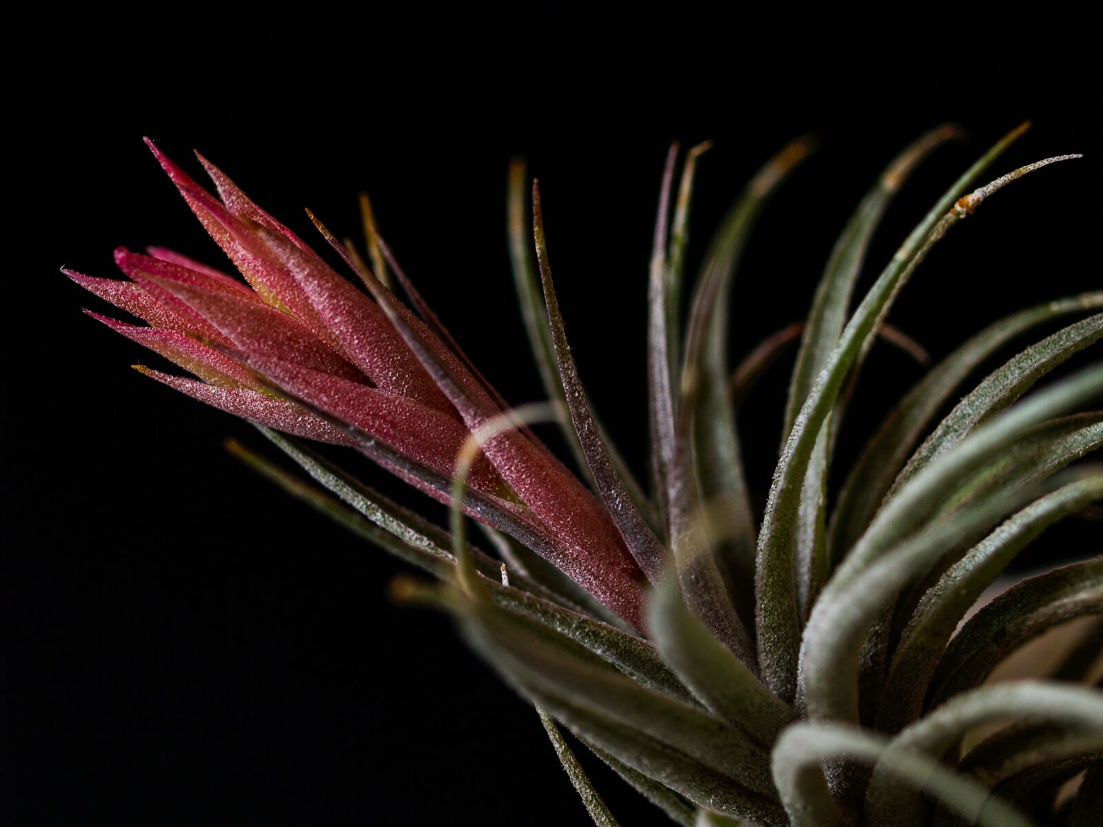 Olympus E-500 (EVOLT E-500) sample photo. Sukulent, flower, plant photography