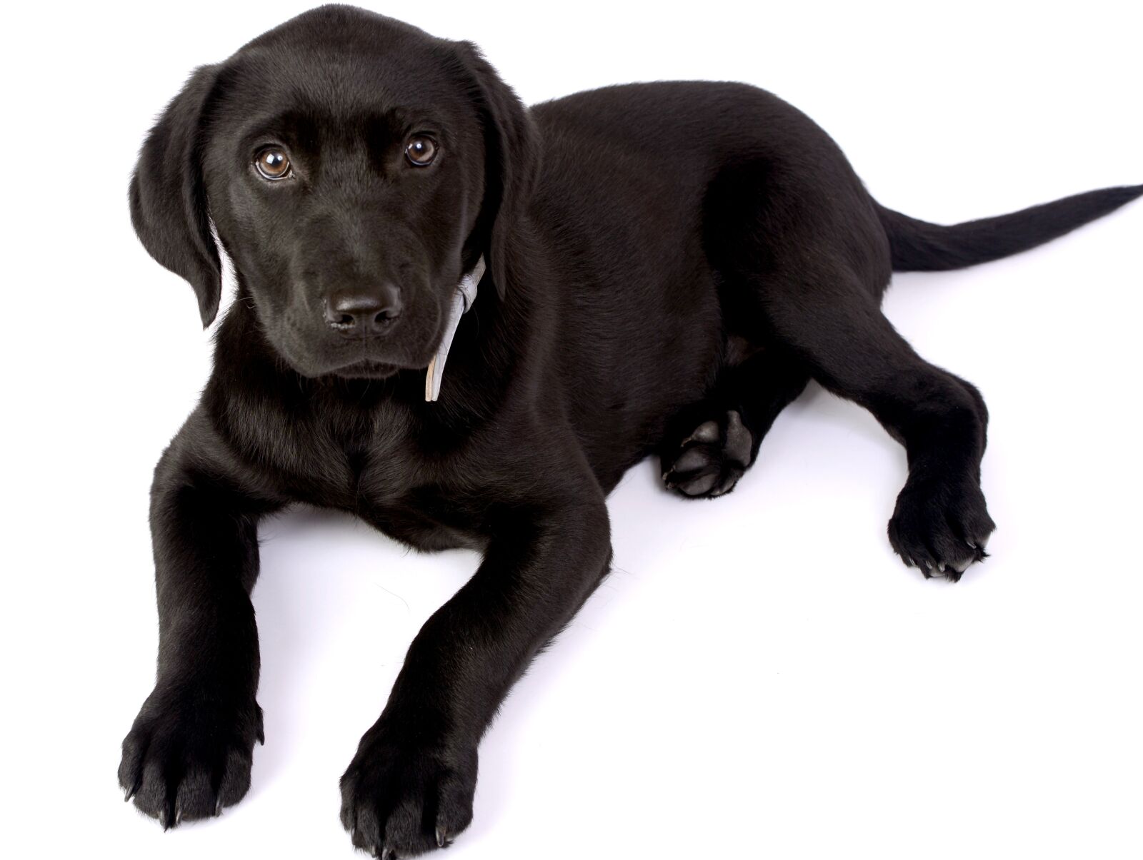 Nikon D600 sample photo. Dog, animal, pet photography