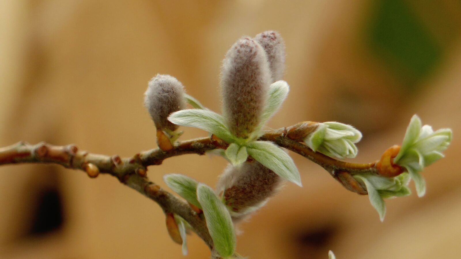 Panasonic Lumix DMC-FZ200 sample photo. Pasture, spring, willow catkins photography