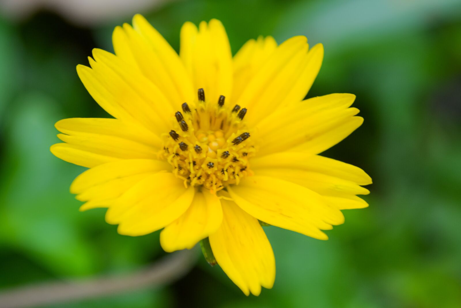 Nikon D3100 sample photo. Macro, sunlight, flower garden photography