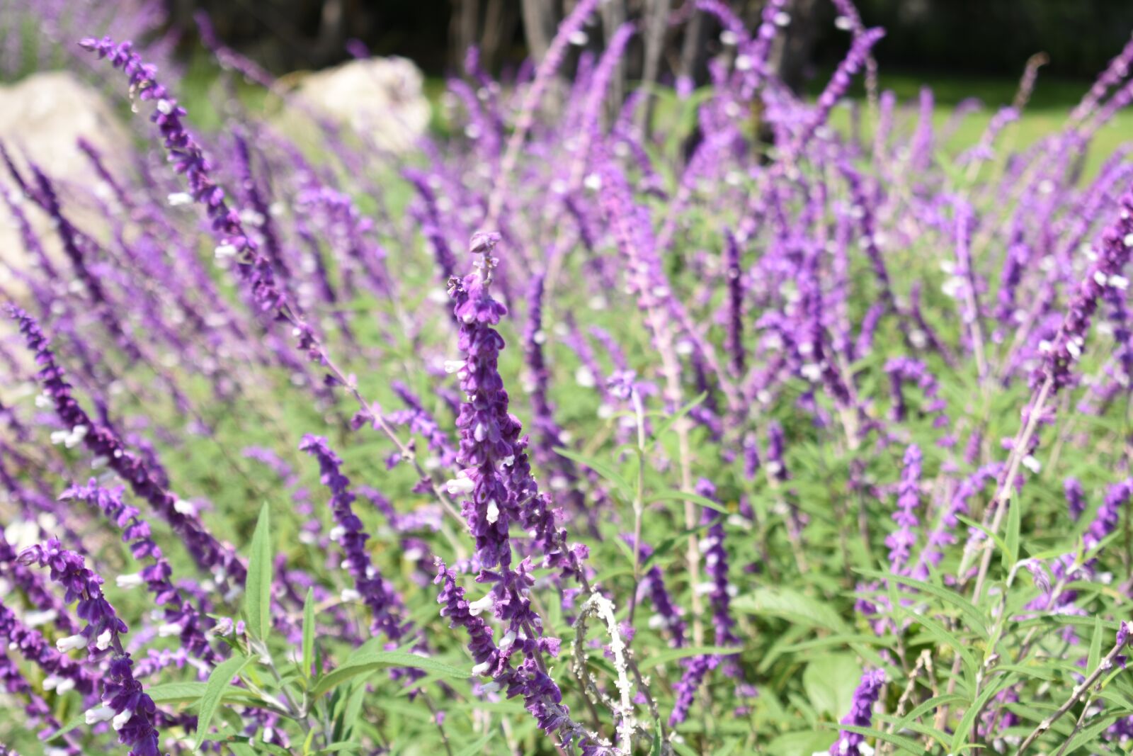 Nikon D3400 sample photo. Lavender, flowers, nature photography