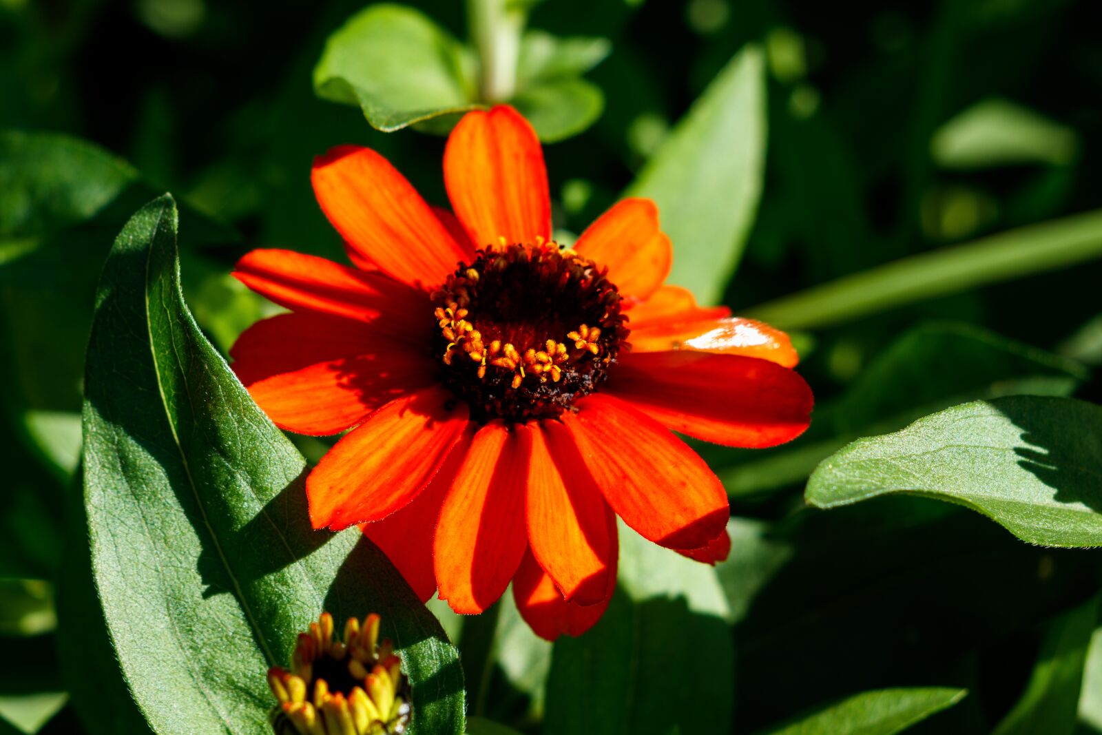 Canon EF 70-300 F4-5.6 IS II USM sample photo. Flower, petals, village photography