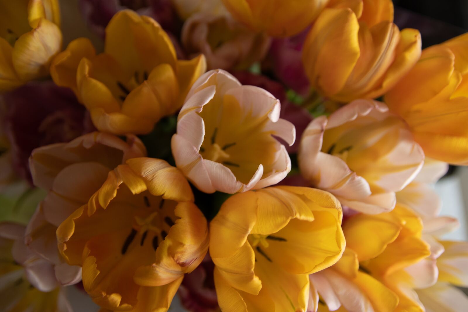 Canon EOS 90D sample photo. Tulips, flowers, bouquet photography
