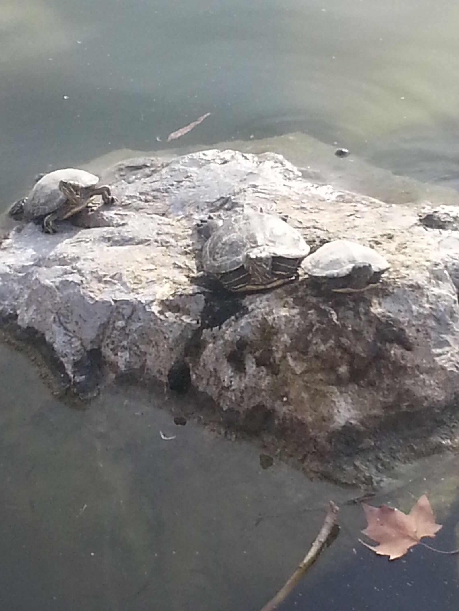 Samsung Galaxy S3 sample photo. Turtle, family photography