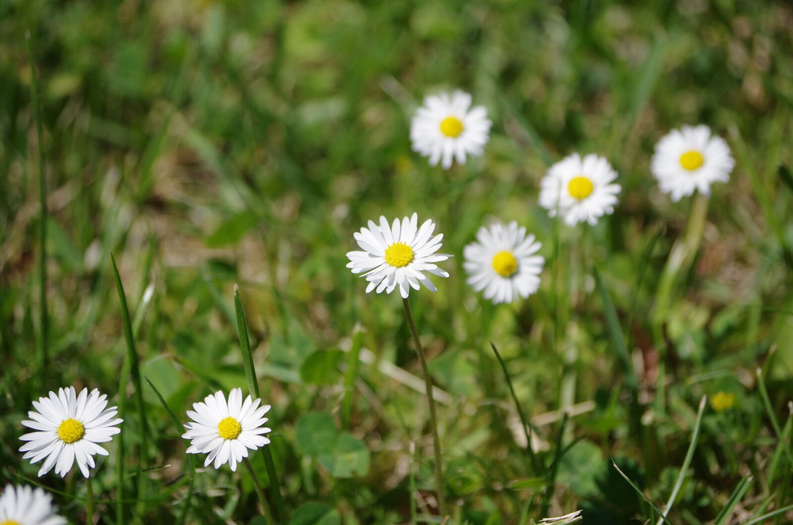 Pentax K-30 sample photo. Flowers, meadow, daisy photography