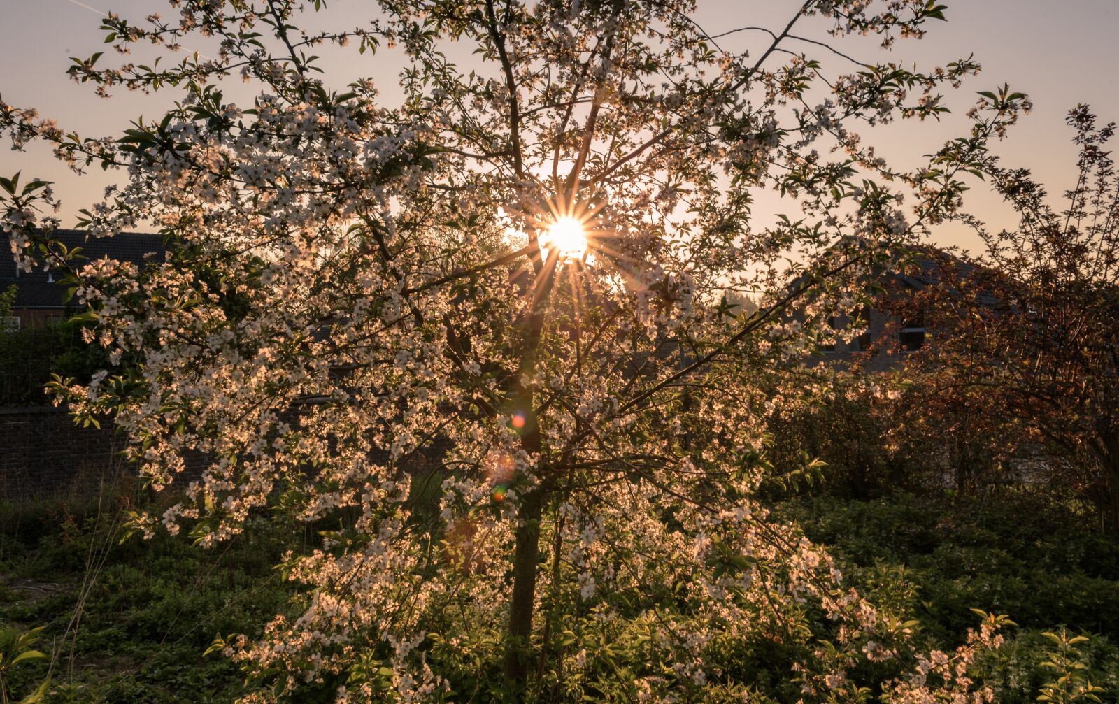 Nikon D750 sample photo. Sunrise, backlighting, cherry blossom photography