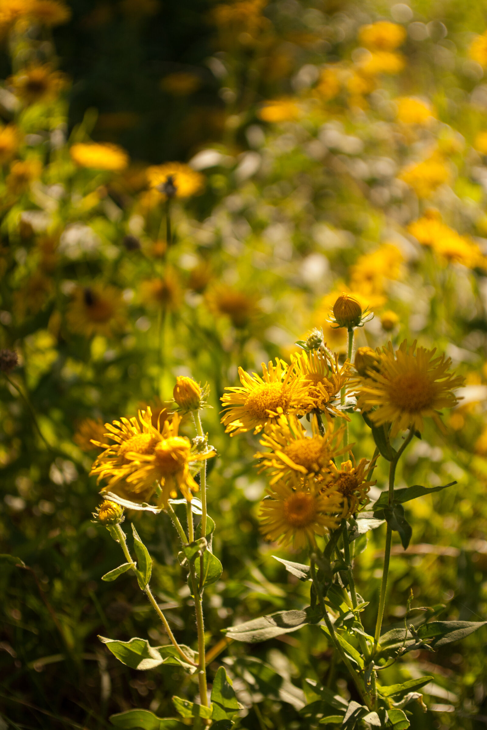 Pentax *ist DS sample photo