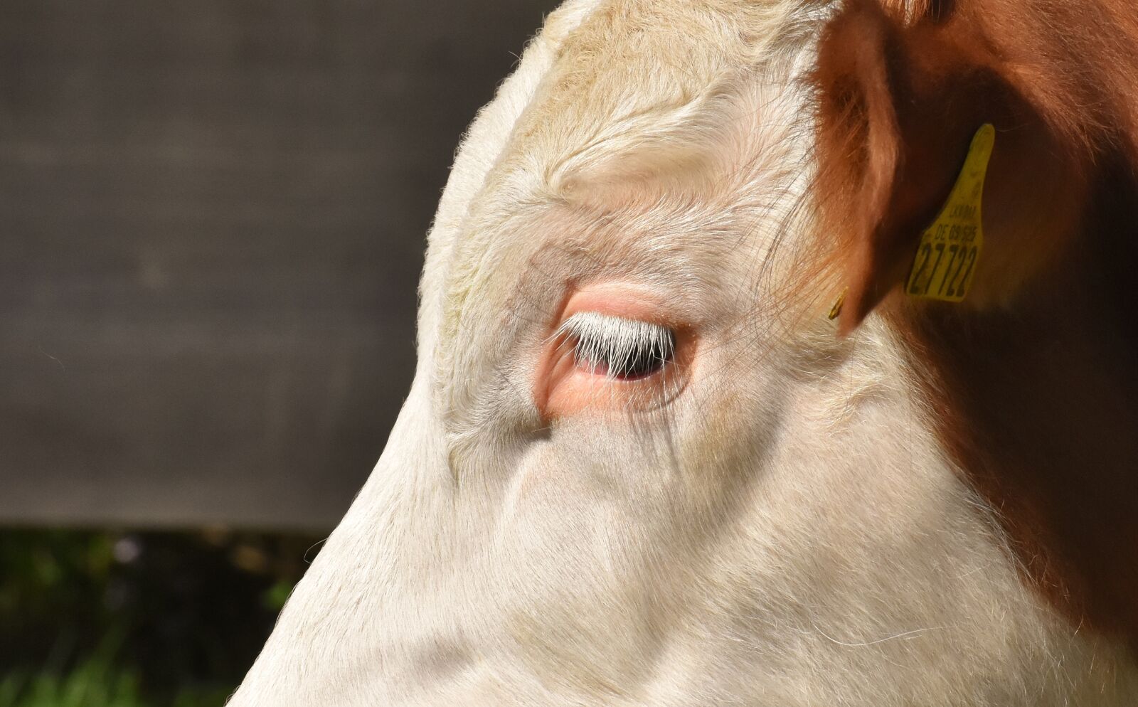 Nikon D7200 sample photo. Cow, calf, cute photography