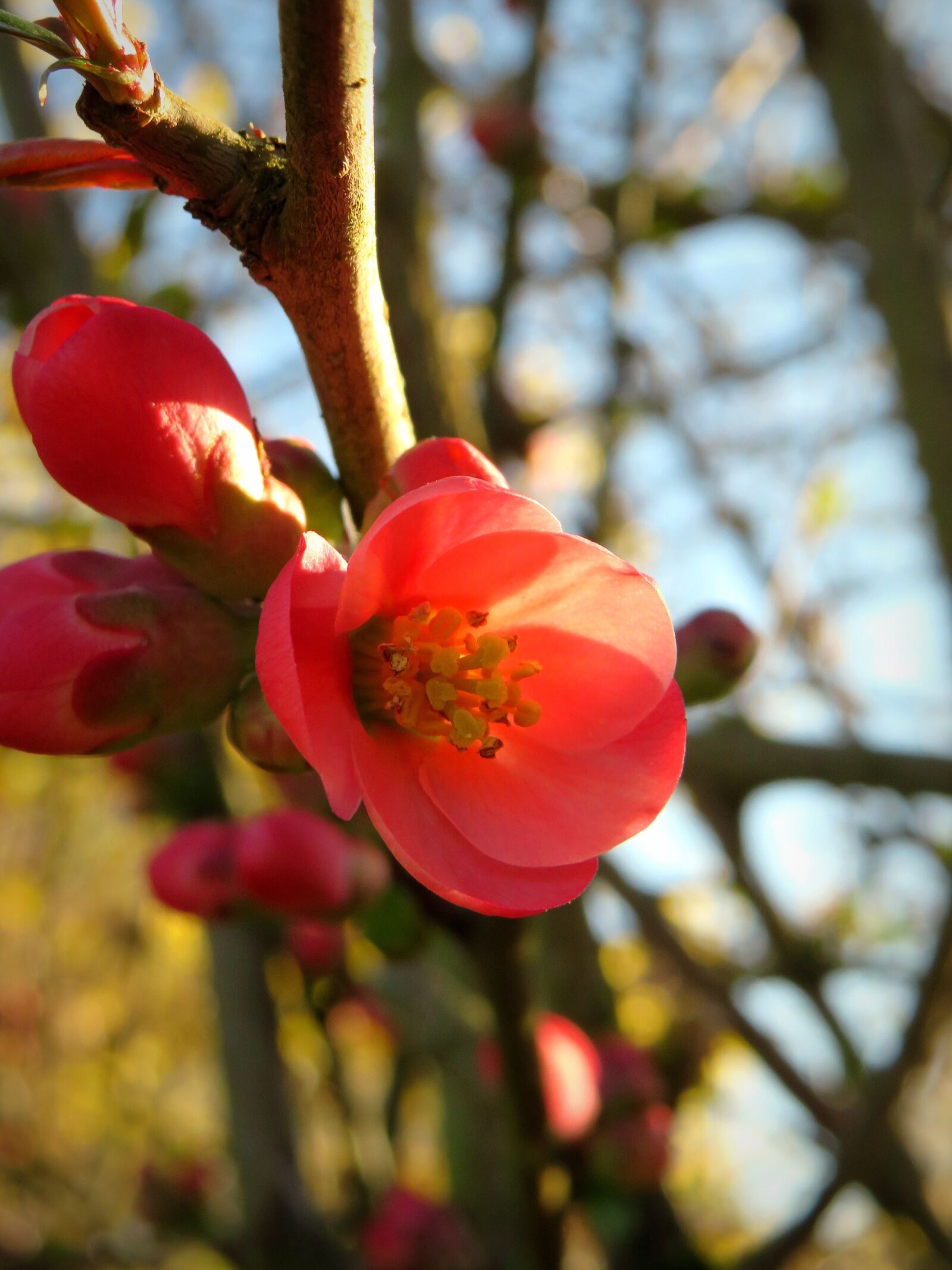Canon PowerShot SX540 HS sample photo. Ornamental quince, bill quince photography