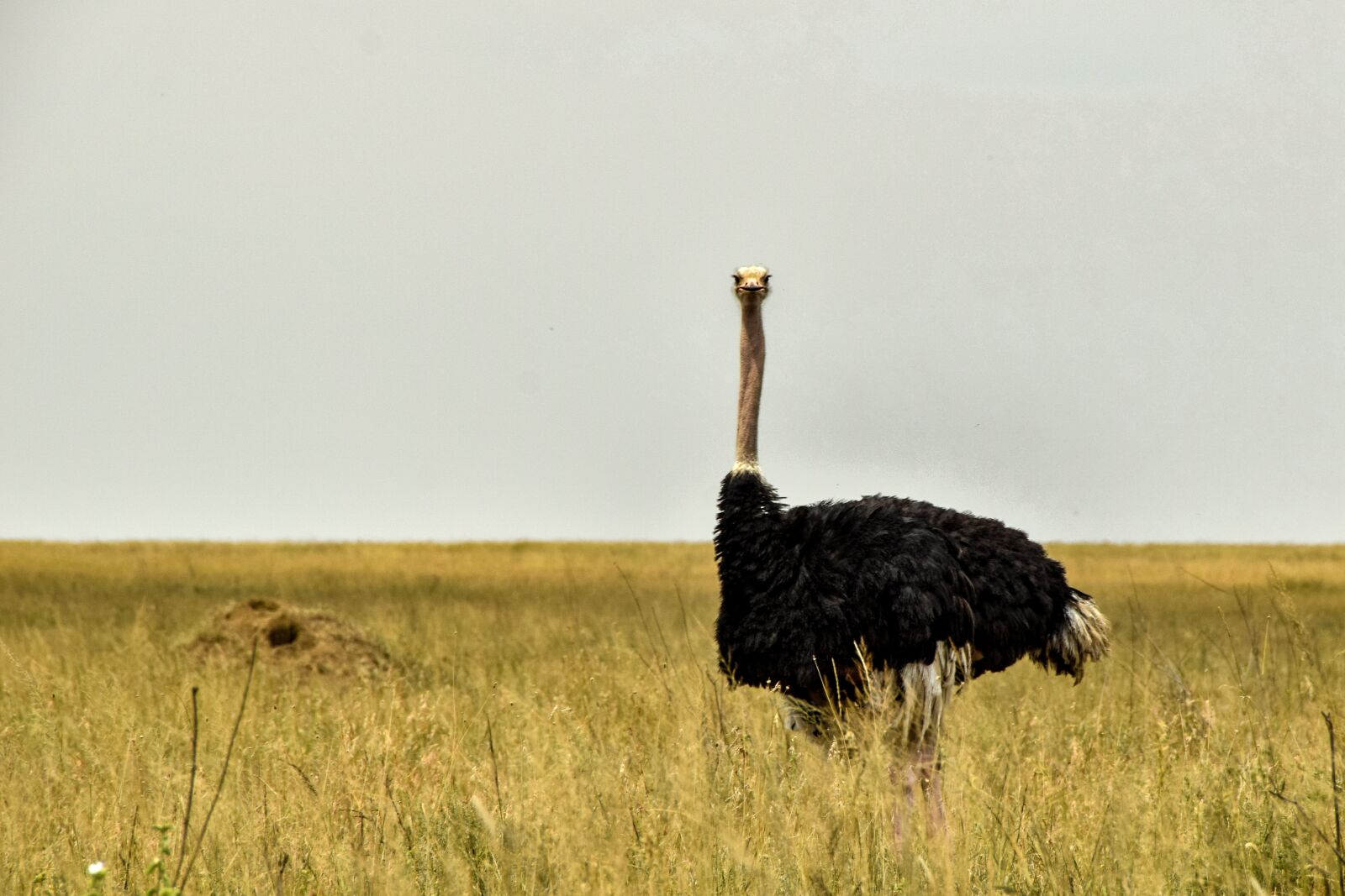 Nikon D5300 sample photo. Ostrich, africa, animal photography