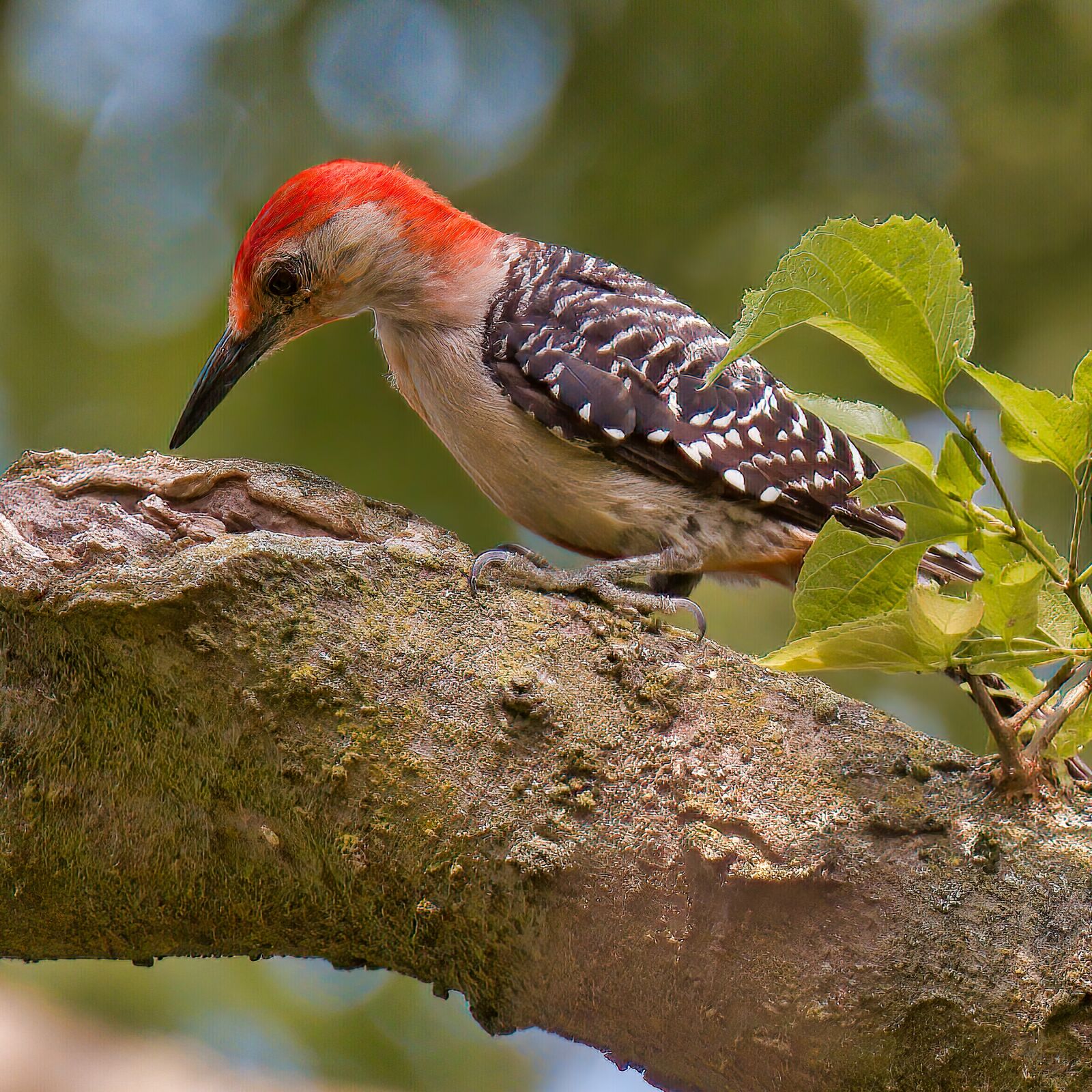 Nikon D750 sample photo. Woodpecker, red-bellied woodpecker, tree photography