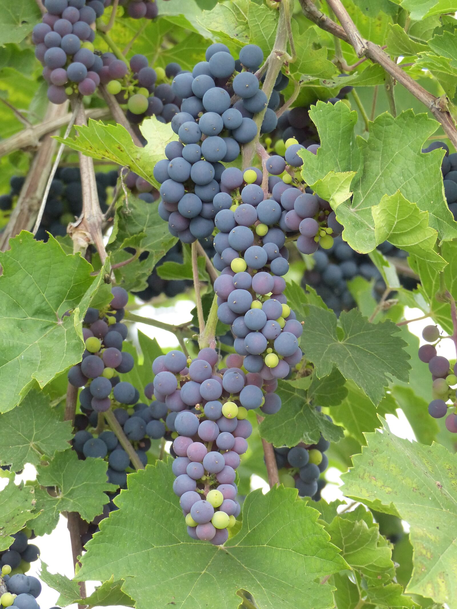 Panasonic Lumix DMC-FZ200 sample photo. Grapes, blue, vine photography
