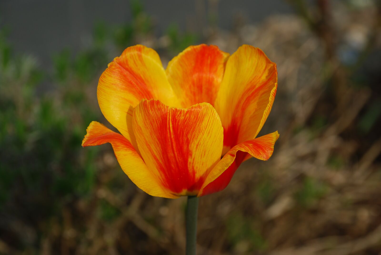 Nikon D80 sample photo. Spring, tulip, nature photography