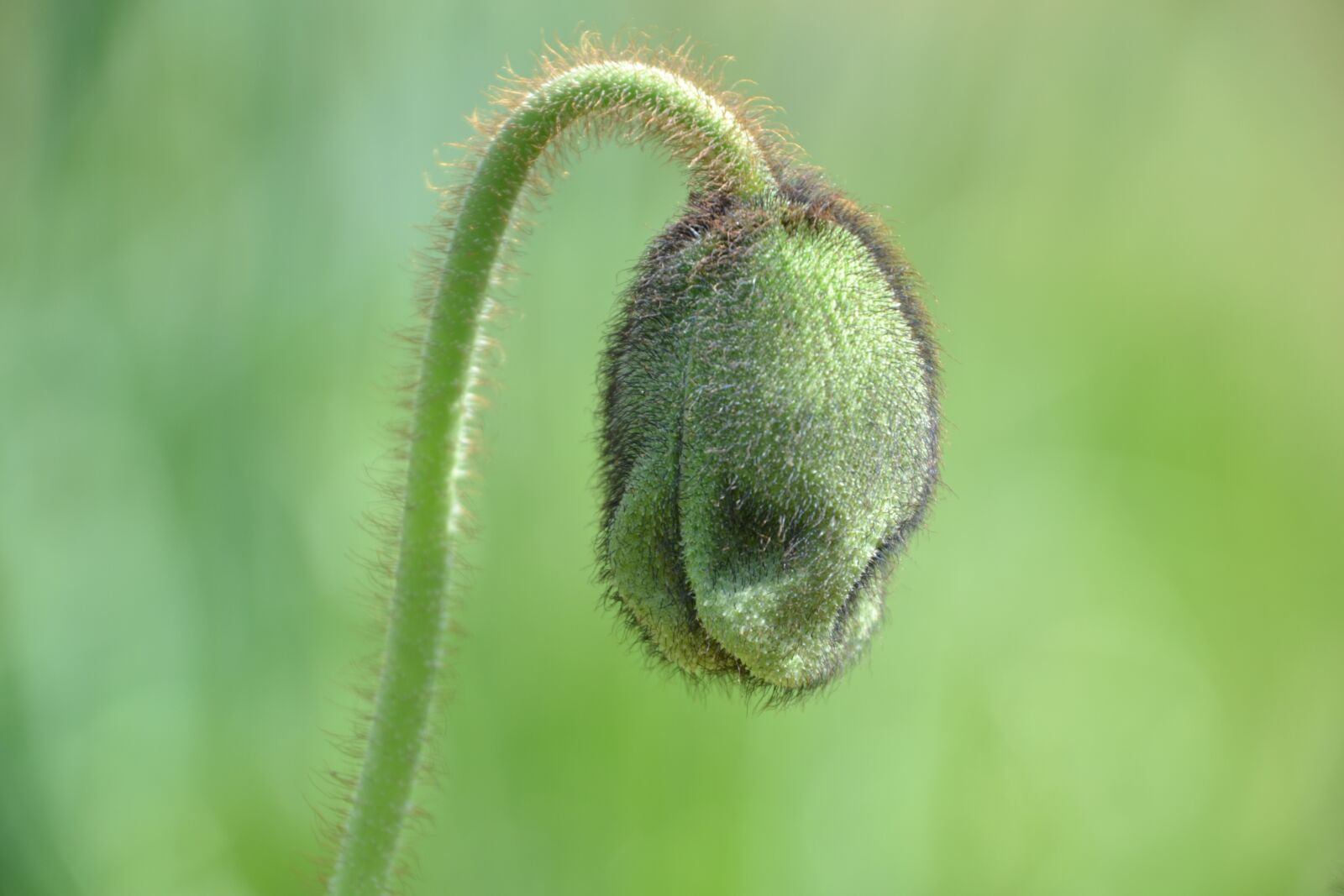 Nikon D3100 sample photo. Poppy capsule, poppy, green photography