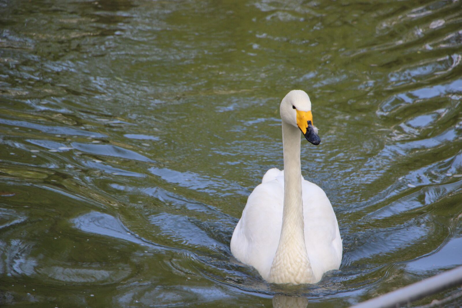 Canon EOS 600D (Rebel EOS T3i / EOS Kiss X5) sample photo. Bird, water bird, pond photography