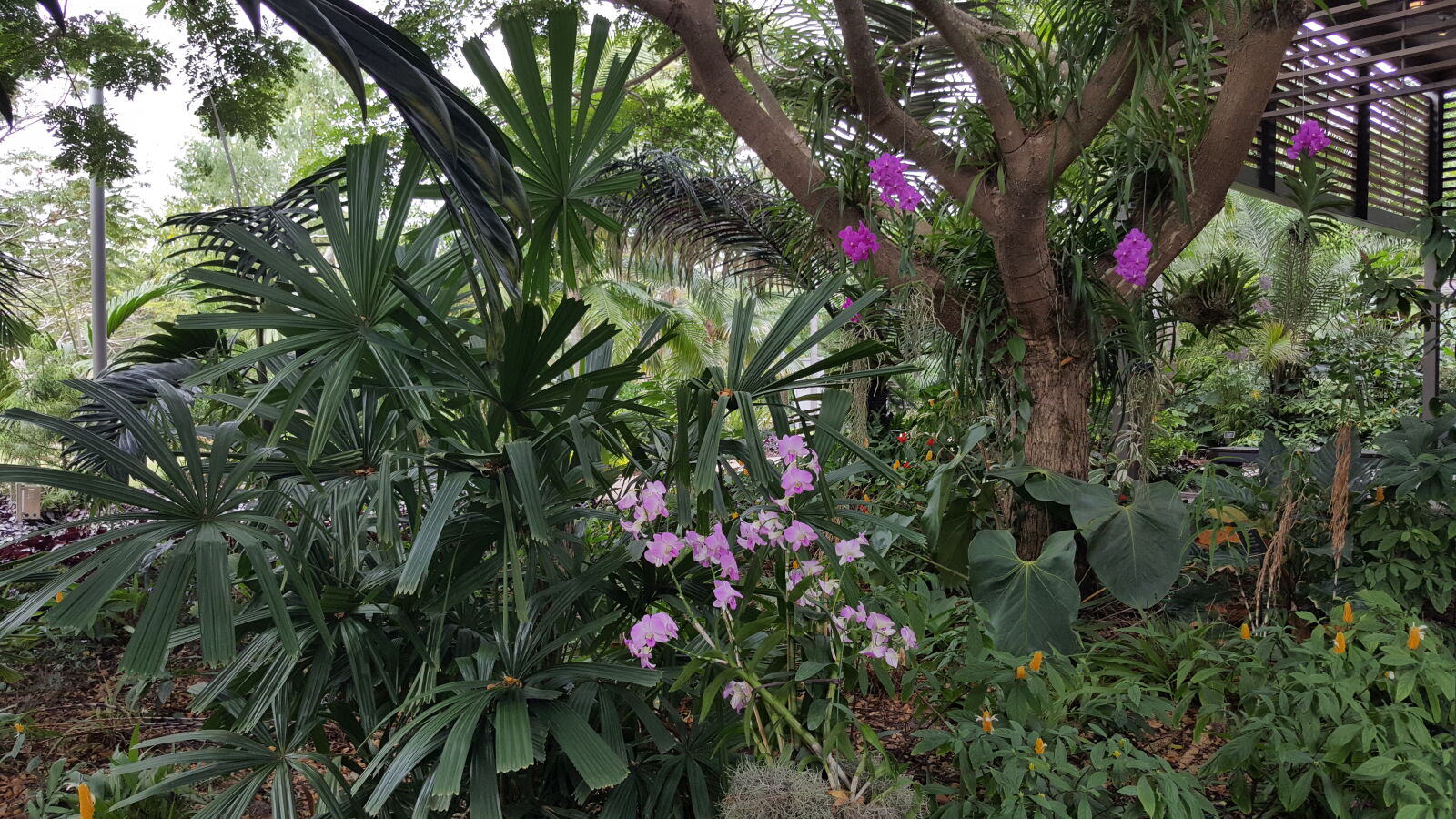 Samsung GALAXY S6 edge sample photo. Botanical, gardens photography