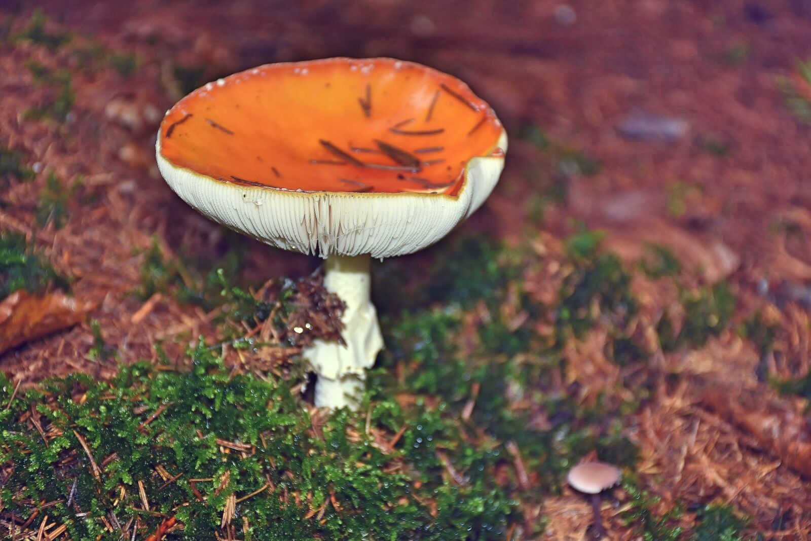 Nikon D7200 sample photo. Mushroom, fly agaric, toxic photography