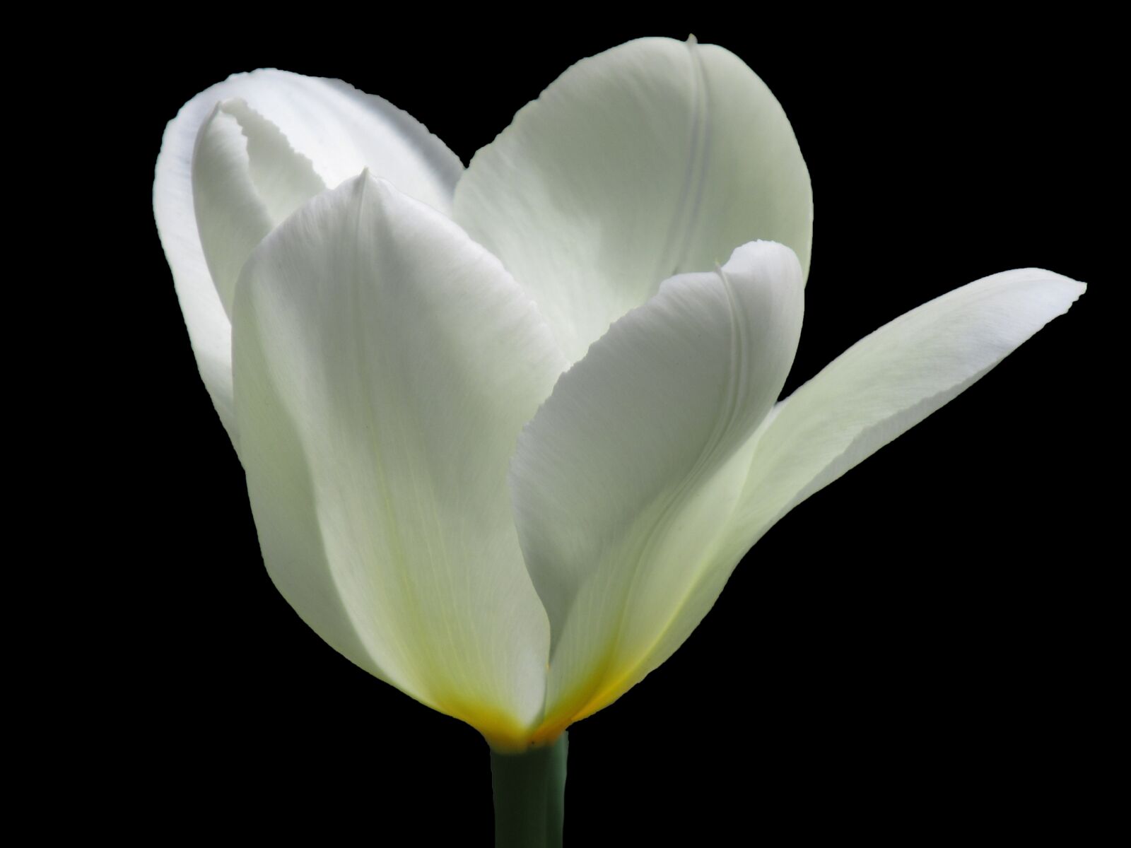 Canon PowerShot SX620 HS sample photo. White, tulip, flower photography