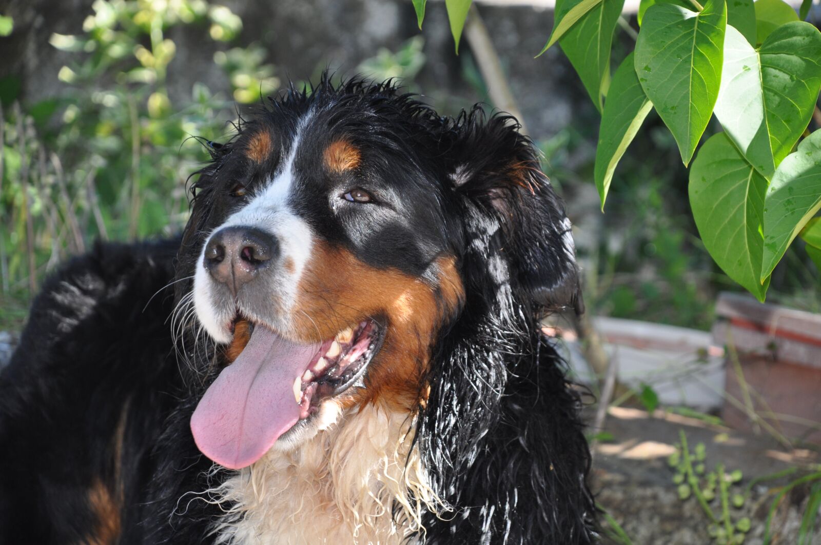 Nikon D90 sample photo. Bernese mountain dog, dog photography
