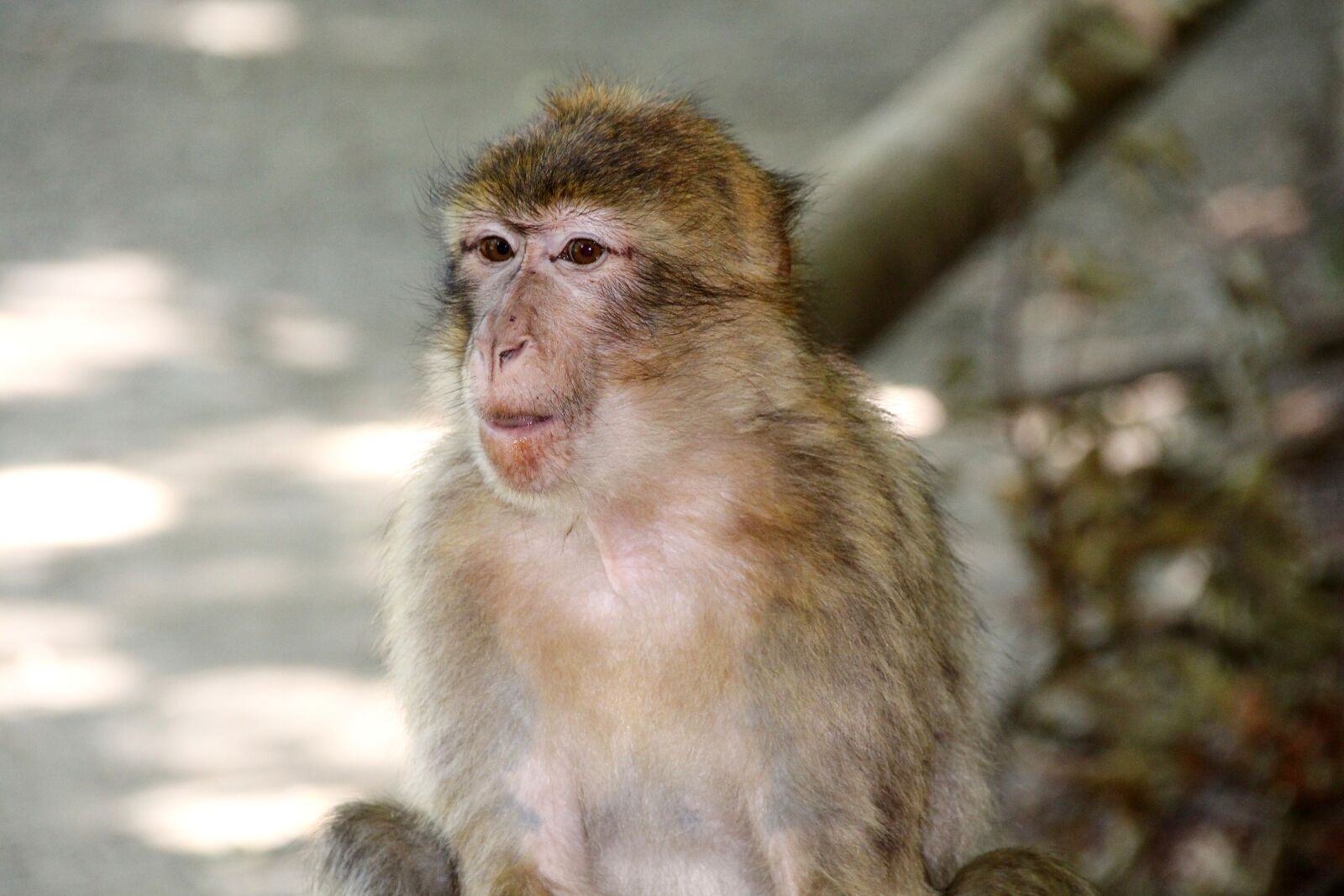 Canon EOS 650D (EOS Rebel T4i / EOS Kiss X6i) sample photo. Monkey, barbary ape, macaque photography