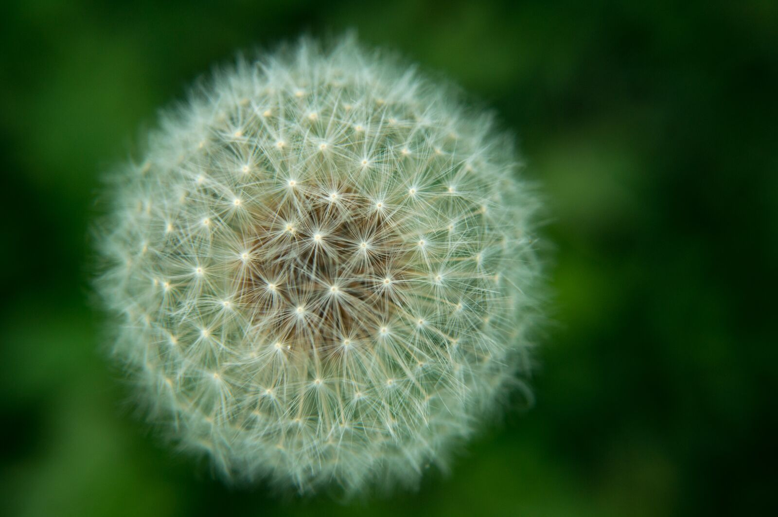 Sony SLT-A57 sample photo. White, dandelion, flower photography