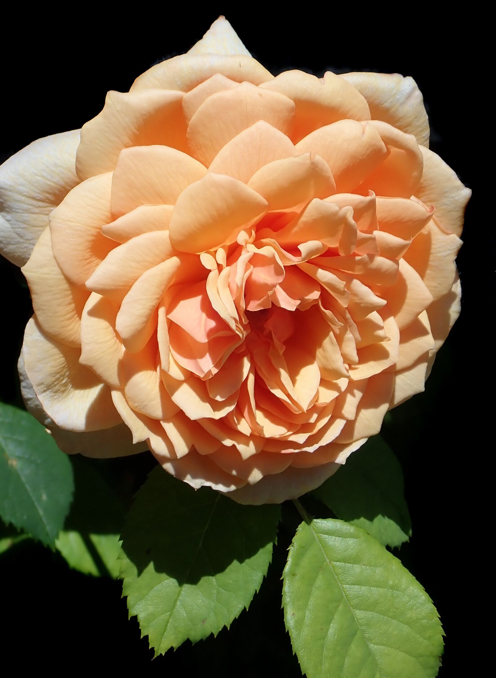 Olympus TG-5 sample photo. Flower, rose, fragrant photography