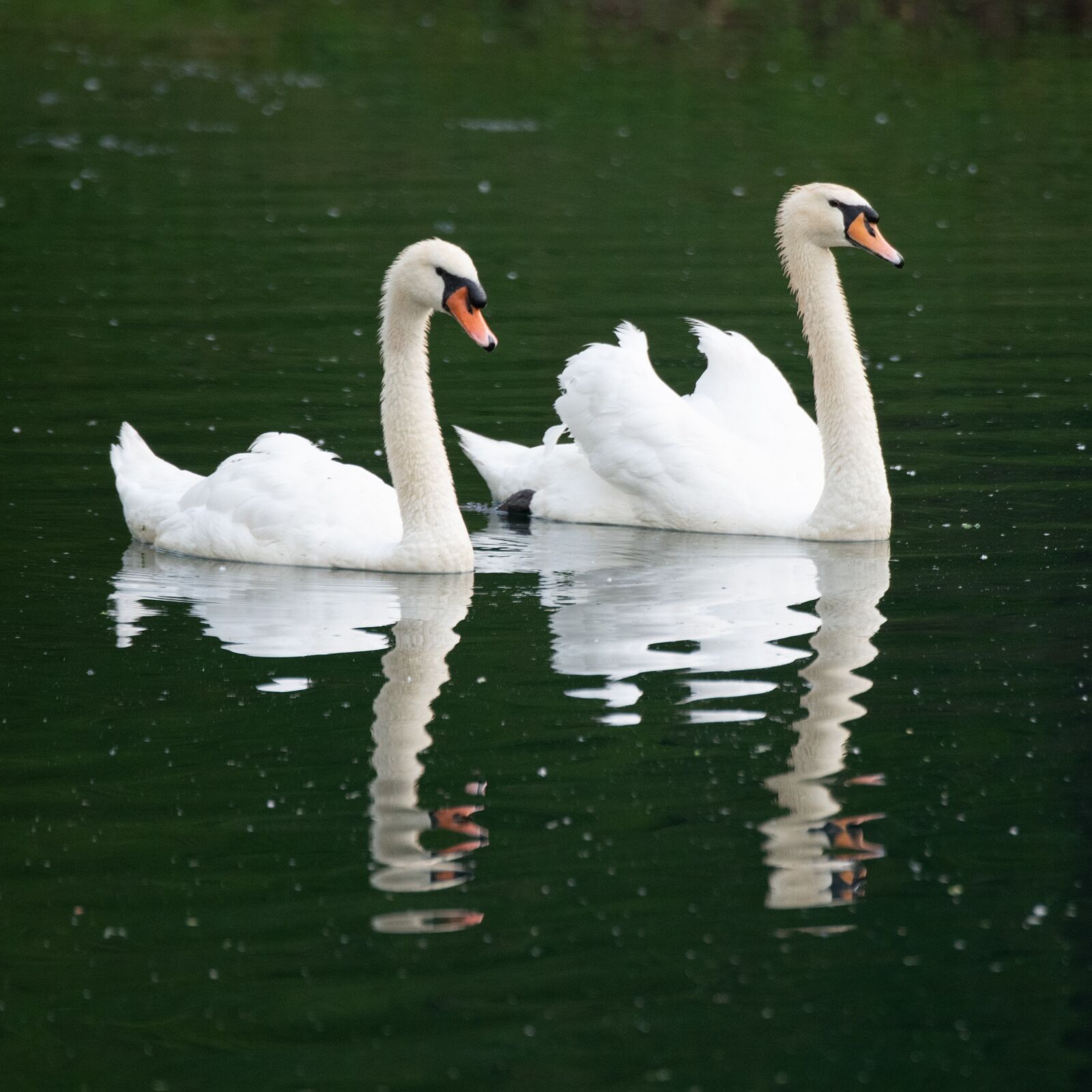 Nikon D850 sample photo. Swan, mute swan, swans photography