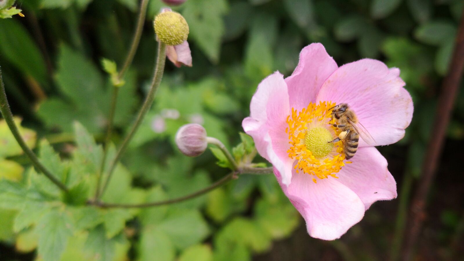 HUAWEI CLT-L29 sample photo. Blossom, bloom, honey bee photography