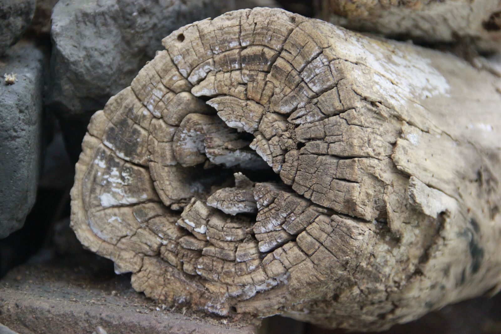 Canon EOS 550D (EOS Rebel T2i / EOS Kiss X4) sample photo. Dead wood, trunk, ring photography