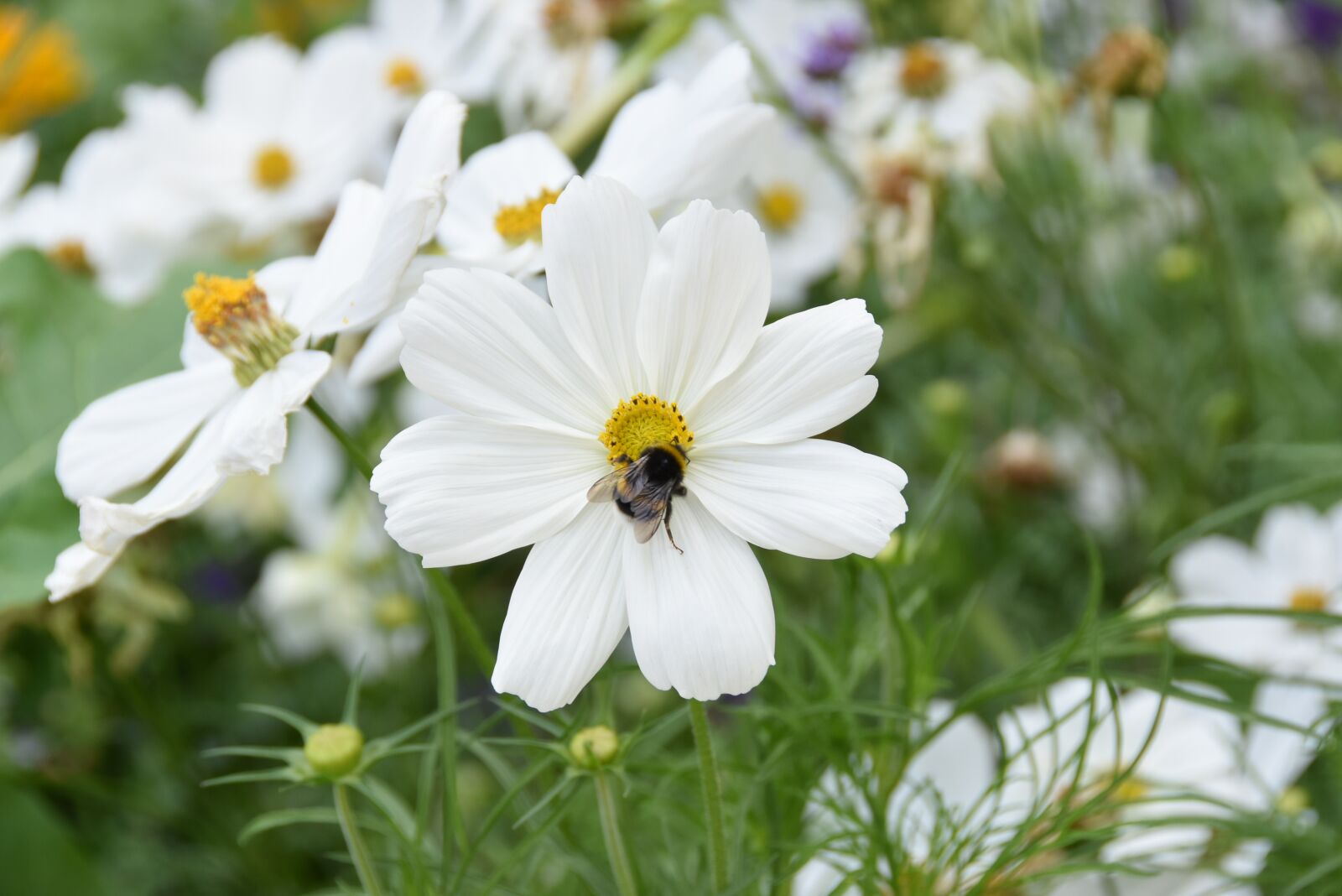 Nikon D5500 sample photo. Flower, blossom, bloom photography