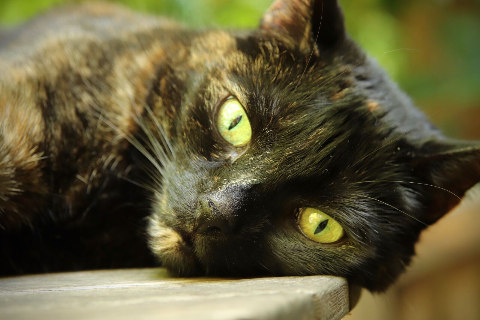 Canon EOS 800D (EOS Rebel T7i / EOS Kiss X9i) sample photo. Cat, cat's eyes, tortoise photography