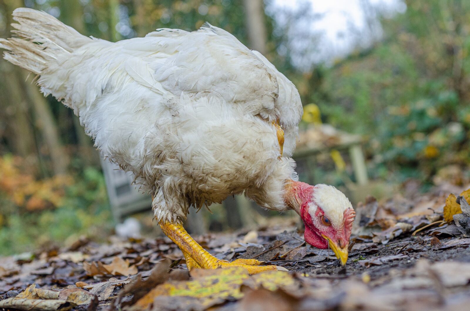 Nikon D7000 sample photo. Hen, poulette, pen photography