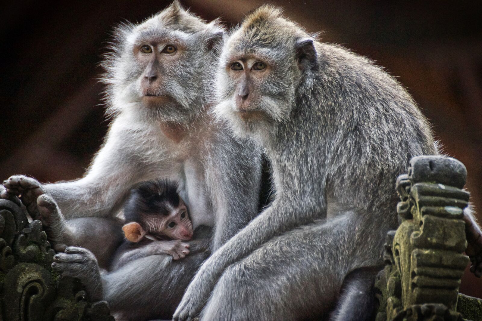 Canon EOS 550D (EOS Rebel T2i / EOS Kiss X4) sample photo. Monkeys, primates, family photography