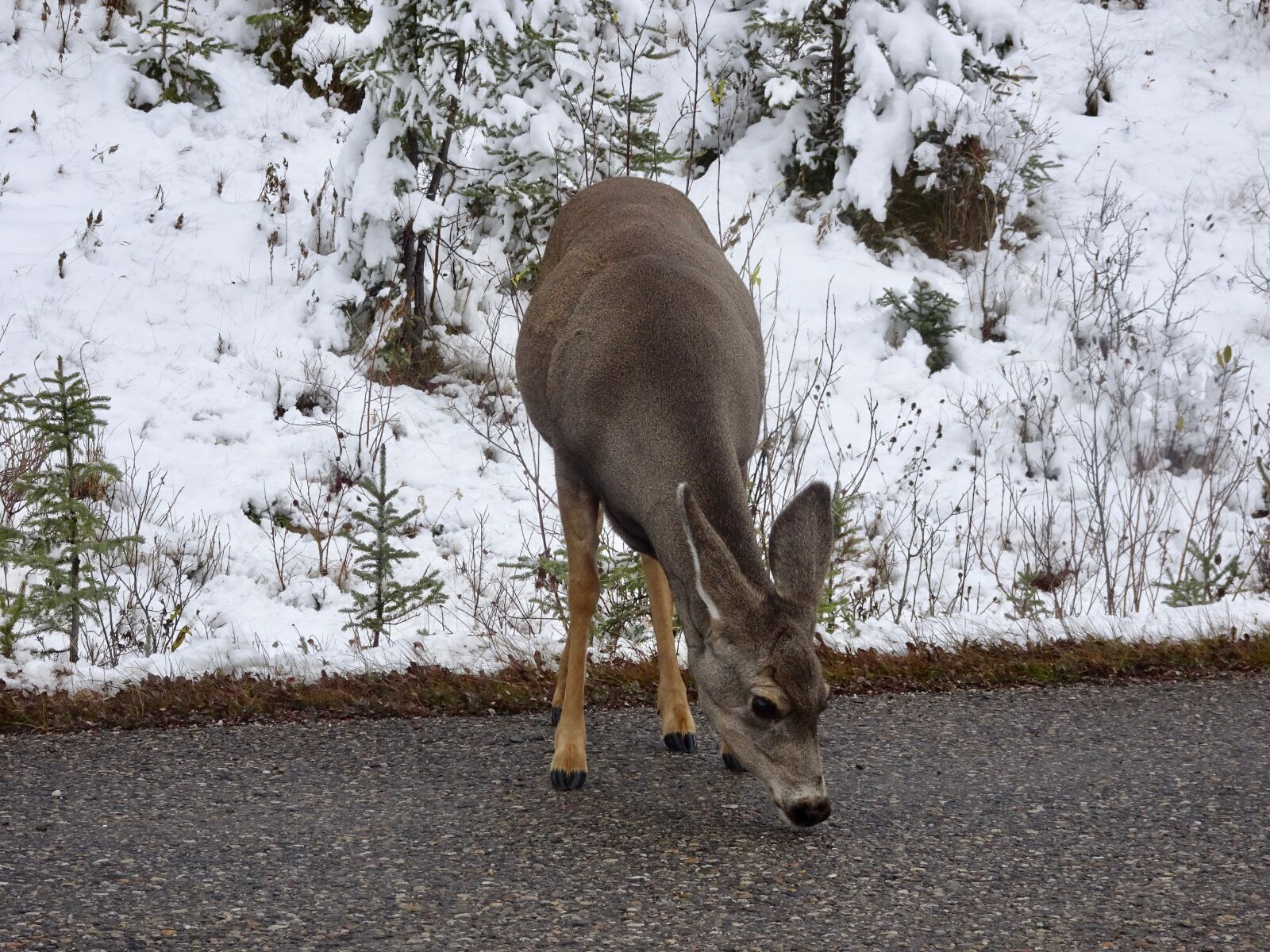 Sony Cyber-shot DSC-HX90V sample photo. Deer, doe, licking photography