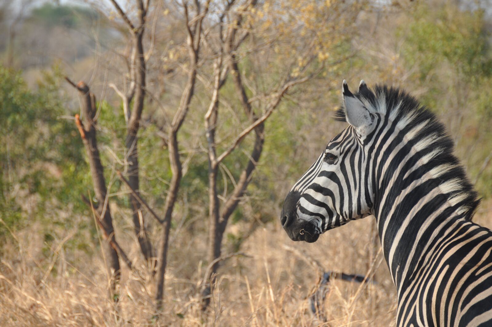 Nikon D90 sample photo. Zebra, africa, wildlife photography