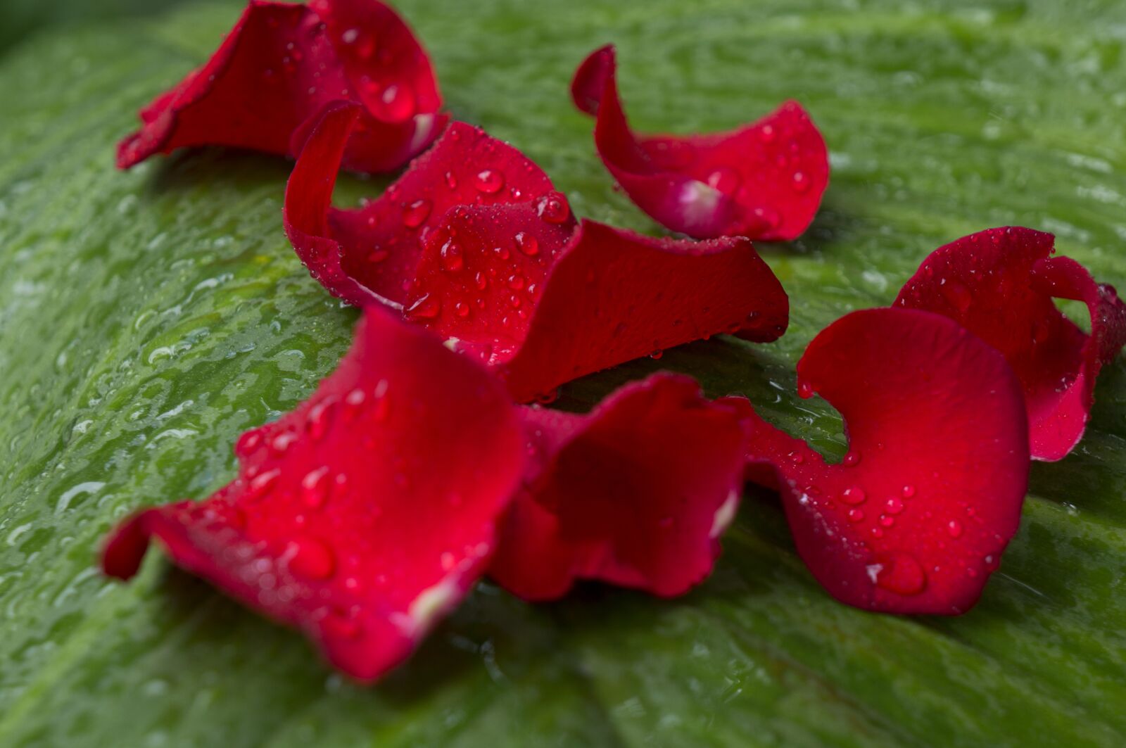 Sony Alpha NEX-F3 + Sony E 18-55mm F3.5-5.6 OSS sample photo. Emotion, roses, red rose photography