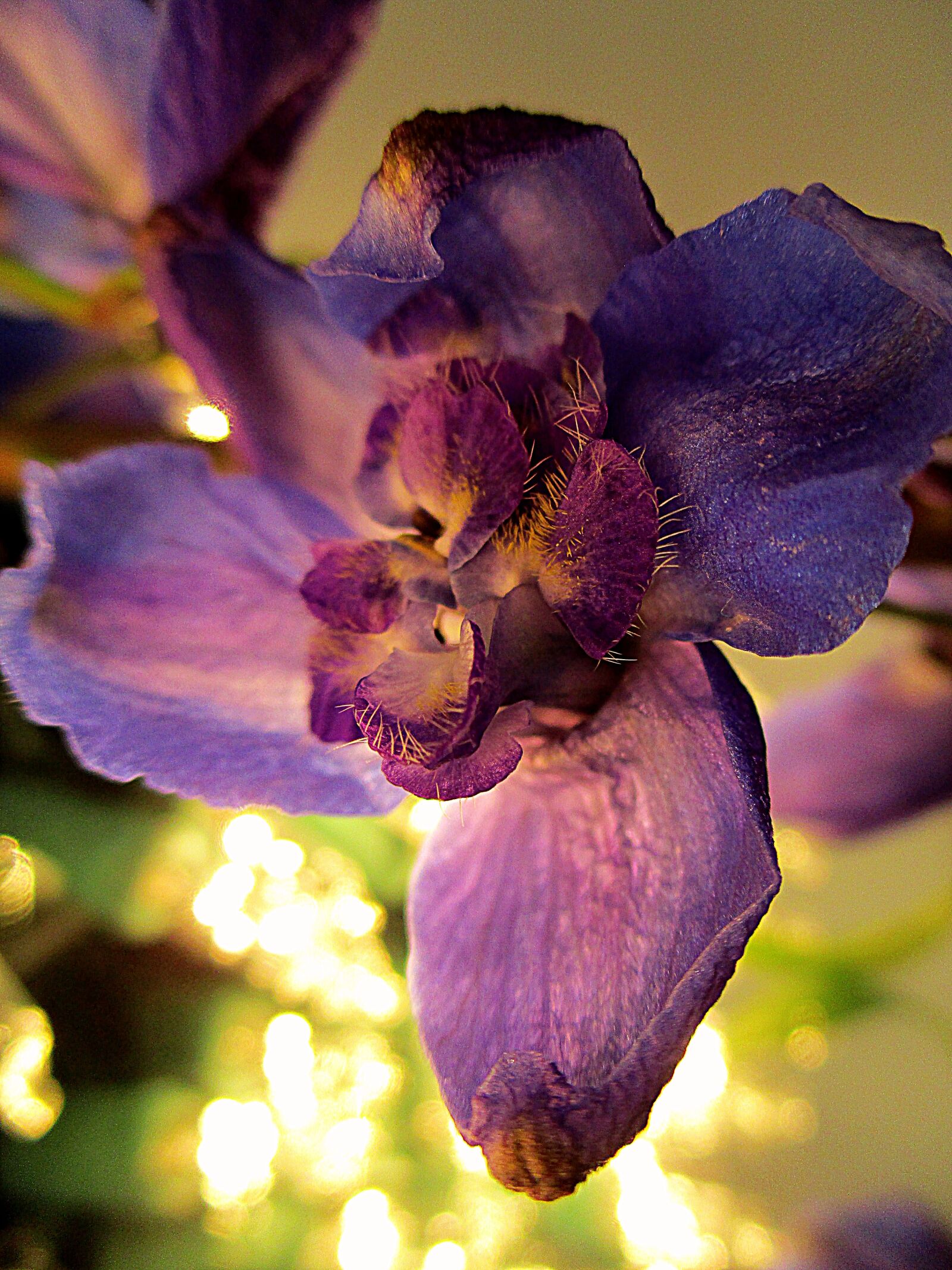 Canon PowerShot ELPH 180 (IXUS 175 / IXY 180) sample photo. Flower, purple, bloom photography