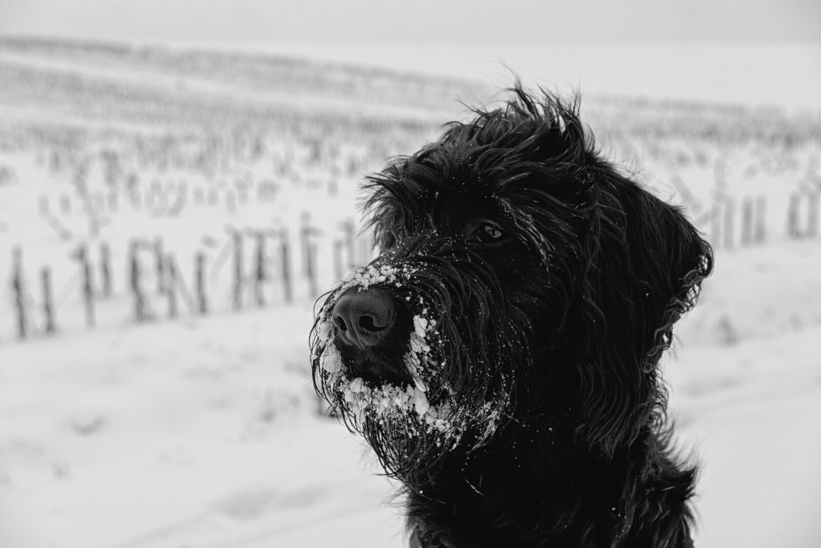 Fujifilm X-T2 + Fujifilm XF 35mm F2 R WR sample photo. Dog, pet, snow photography