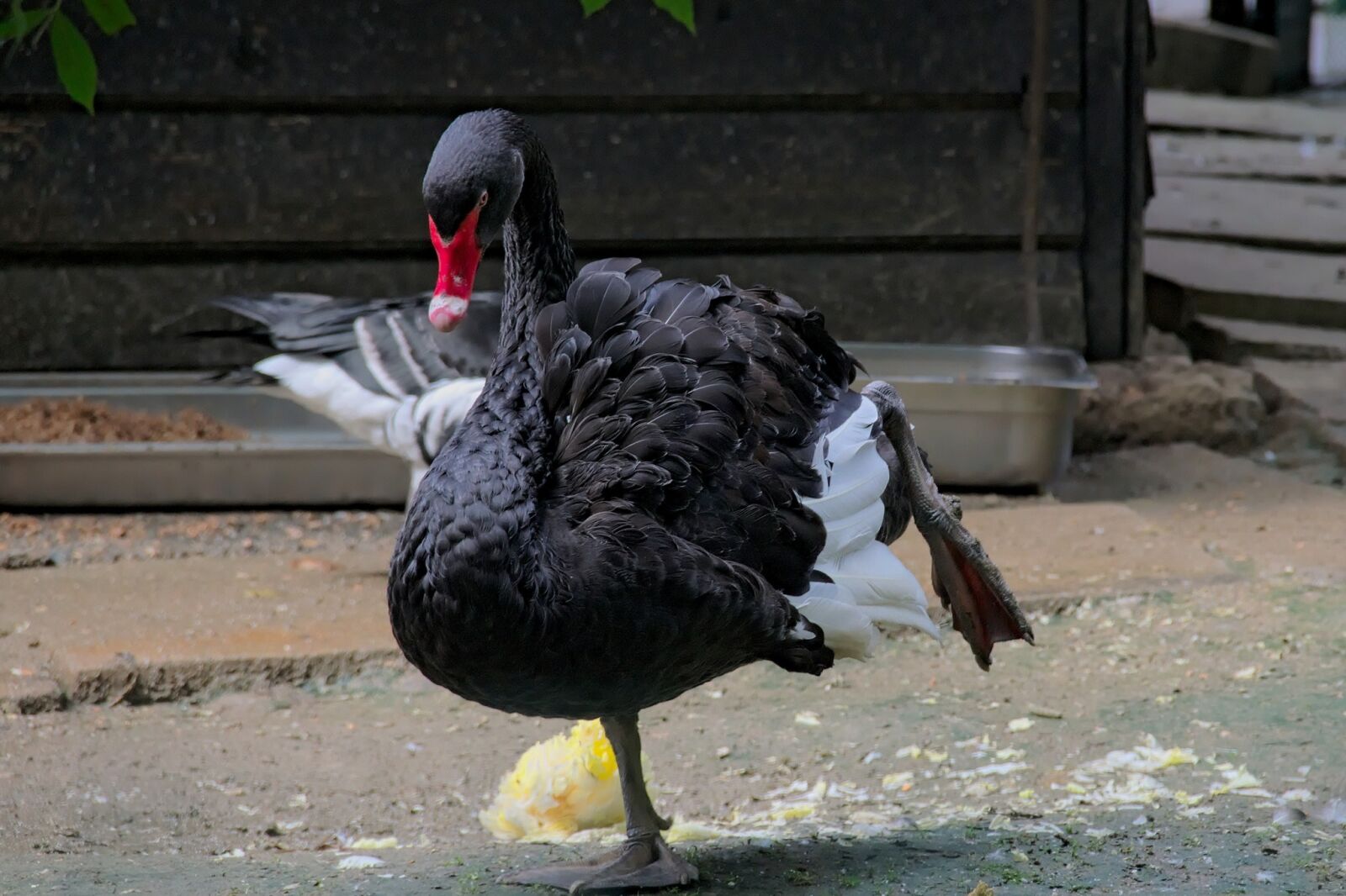 Nikon D3300 sample photo. Swan, black swan, bird photography