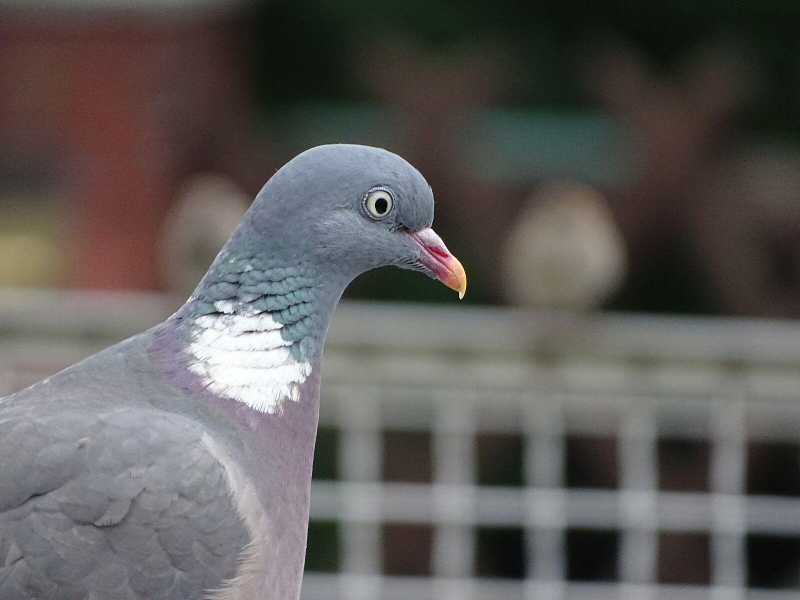 Sony Cyber-shot DSC-HX400V sample photo. Dove, ringdove, field deaf photography